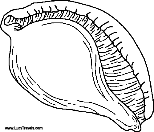 Shell Clip Art