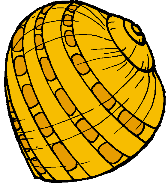 shell%20clipart