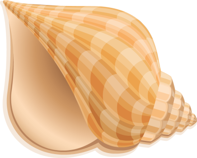 shell%20clipart