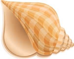 shell%20clipart