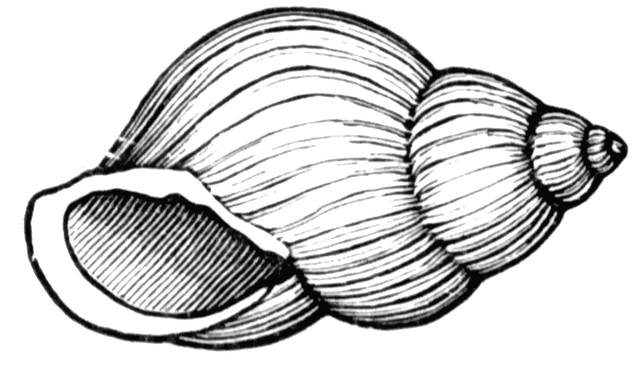 shell%20clipart