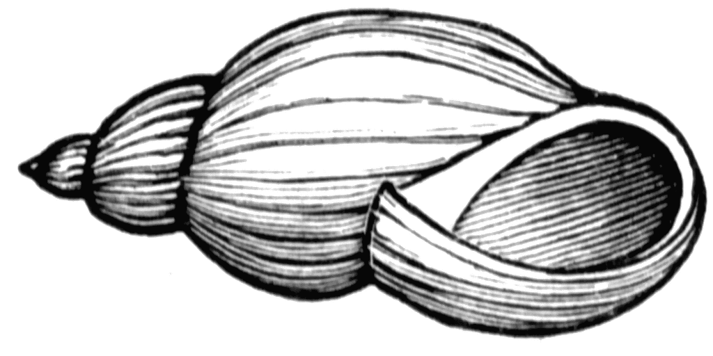 shell%20clipart