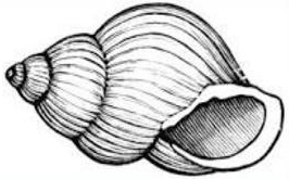 shell%20clipart