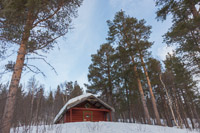 Real forest - we don't have much of this around Tromsø :)