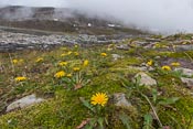 I was surprised to find this patch of flowers!