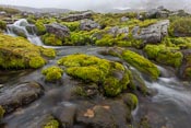 A small mossy stream in the rain