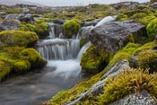 The green colours were so vibrant in the middle of a grey world