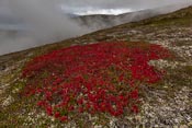 Autumn colours: some bright red pathes