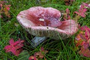 A big mushroom in the forest