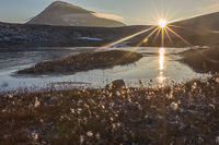 Sunset, cotton grass, a frozen lake and Tromsdalstinden - so pretty!