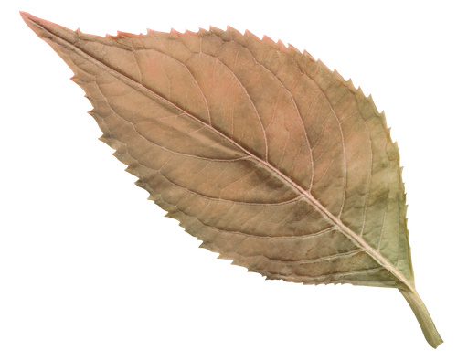 kb-merryaround_leaves3.png