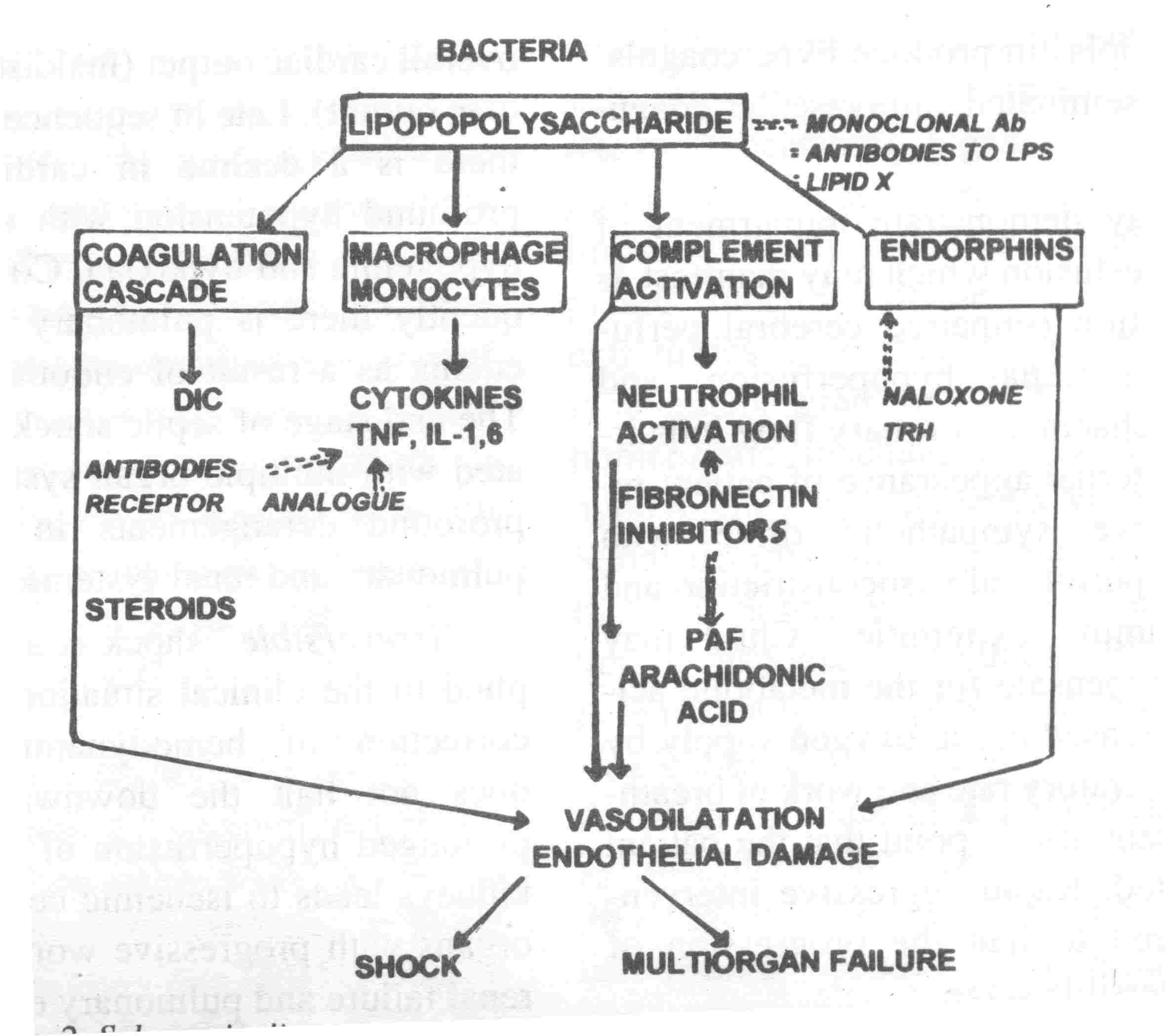 Sepsis Pathophysiology Diagram