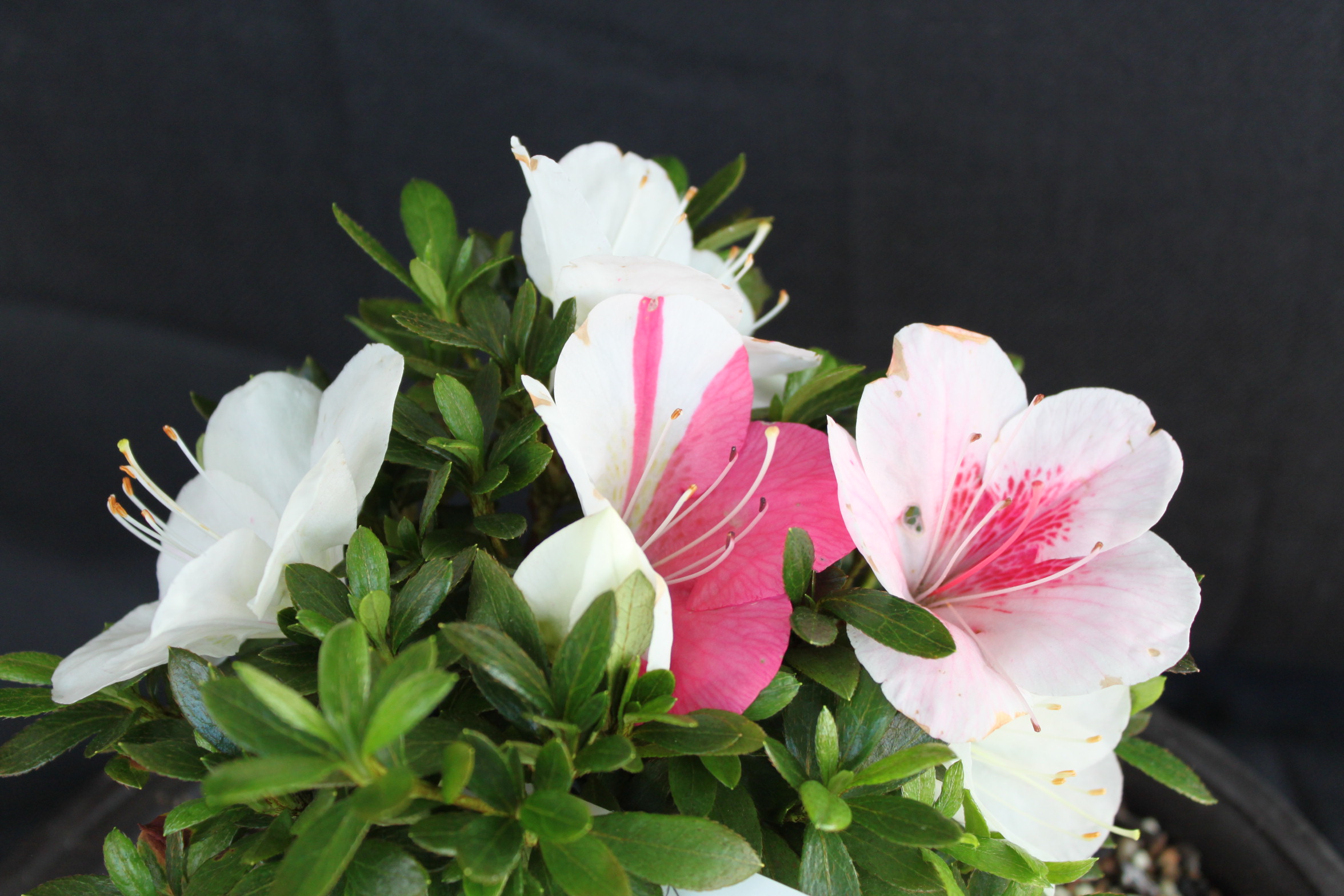 Satsuki Azalea Bonsai | kuromatsubonsai.com image.