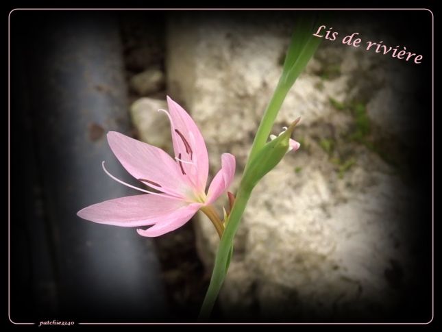 MES PHOTO FLORE : LIS DE RIVIERE PINK PRINCESS