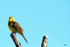 LE BRUANT JAUNE- Emberiza citrinella - YELLOWHAMMER -