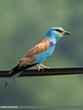 LE ROLLIER D'EUROPE - EUROPEAN ROLLER