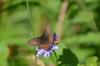 UN PAPILLON : LE MOIRÉ BLANC-FASCIÉ - Erebia ligea -