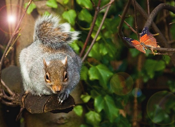 Ecureuil et papillon