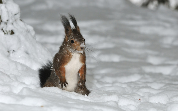 Ecureuil dans la neige