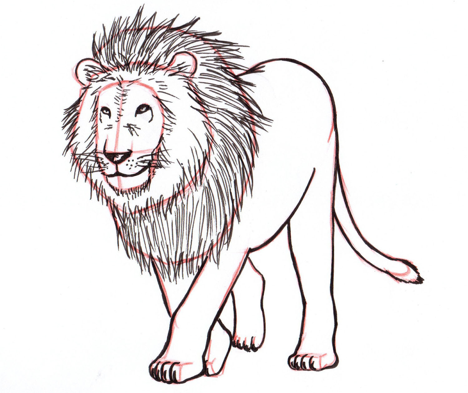 How To Draw A Lion Easy To Draw A Lion Step By Step To Draw A Lion Lion