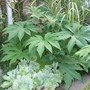 Tetrapanax