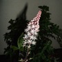 Tiarella