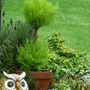 Goldcrest topiary (Goldcrest conifer)