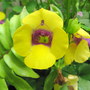 Torenia