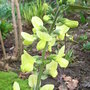 Thermopsis lanceolata