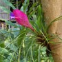 Tillandsia cyanea