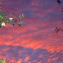 Clematis 'Wisley Cream' at sunset