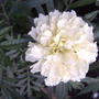 Tagetes erecta