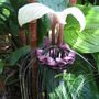 Tacca