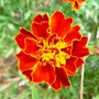 Tagetes patula