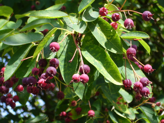 amelanchier berries (Amelanchier lamarckii (Snowy mespilus))