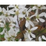 Amelanchier lamarckii