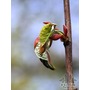 Tilia tomentosa