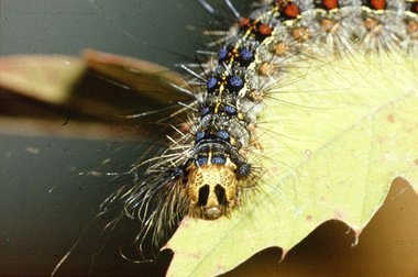 GypsyMothCaterpillar.JPG