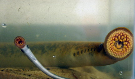 Sea_lampreys37.jpg