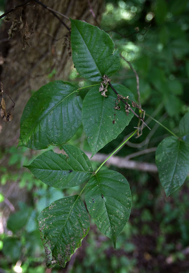 Poison ivy can cause misery - pennlive.com image.