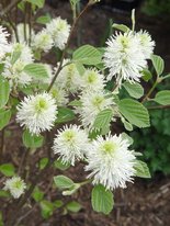 fothergilla.mtairy.flowers.JPG