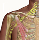 brachial-plexus-medical-exhibits