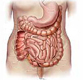 Gastroenterology Medical Exhibits