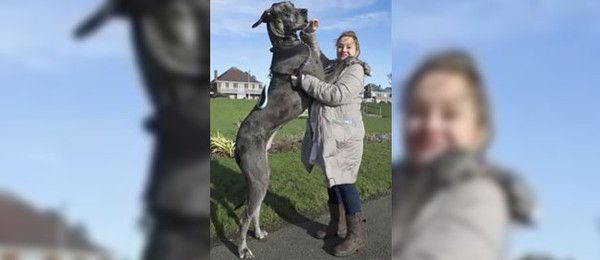 Freddy  bientot le chien le plus grand du monde