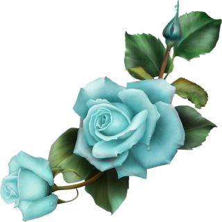 Fleurs - Roses couleur turquoise