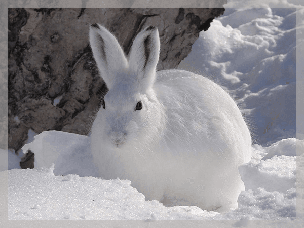 Animaux BLANC 