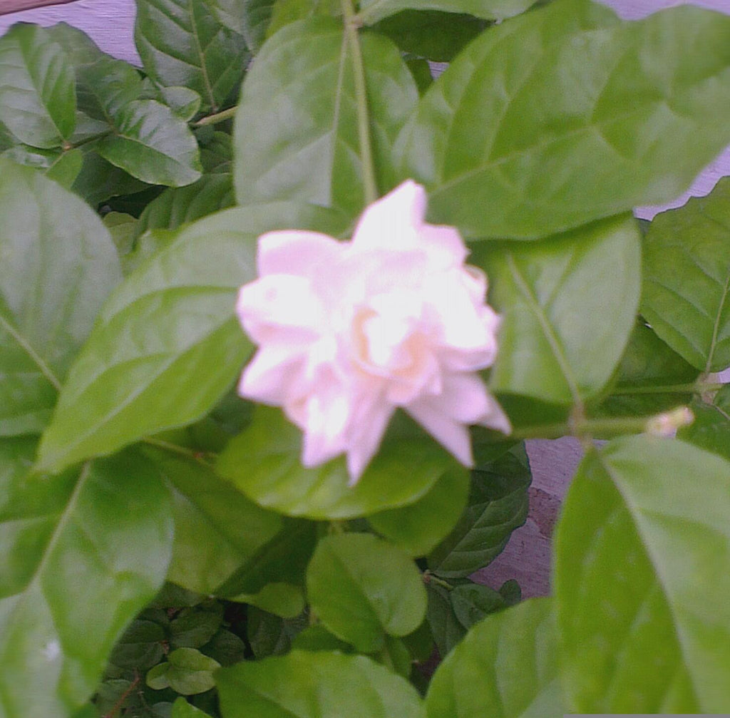 Jasminum Sambac Bela Mogra Plant – myBageecha