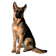 A German Shepard