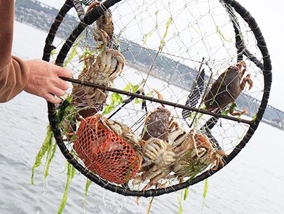 Crabbing & Clamming