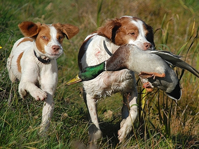 Game Bird Hunting